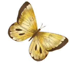 butterfly